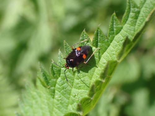 Réf. 360 317 : Deraeocoris ruber